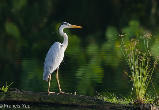 Grey Heron