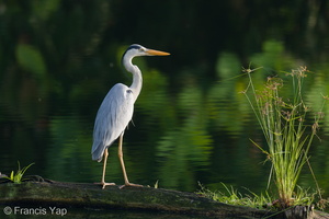 Grey Heron-210813-118MSDCF-FRY01148-W.jpg