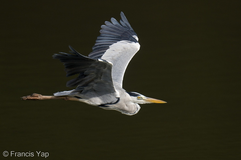 Grey_Heron-210828-118MSDCF-FRY07932-W.jpg