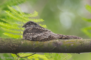 Grey Nightjar-121101-103EOS1D-FY1X5401-W.jpg