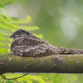 Grey_Nightjar-121101-103EOS1D-FY1X5401-W.jpg