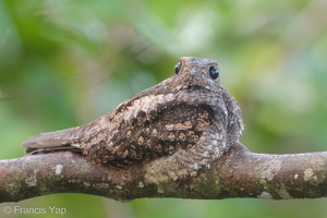 Grey Nightjar-190322-116ND500-FYP_1835-W.jpg