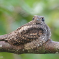 Grey_Nightjar-190322-116ND500-FYP_1835-W.jpg