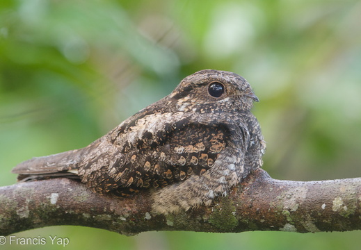 Grey Nightjar