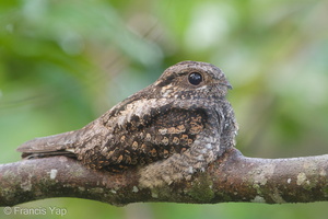 Grey Nightjar-190322-116ND500-FYP_2019-W.jpg