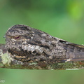 Grey_Nightjar-231129-211MSDCF-FYP04436-W.jpg