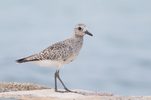 Grey Plover-161025-106EOS1D-F1X23117-W.jpg