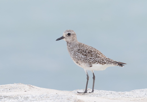 Grey Plover