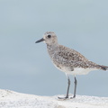 Grey_Plover-161027-106EOS1D-F1X25033-W.jpg