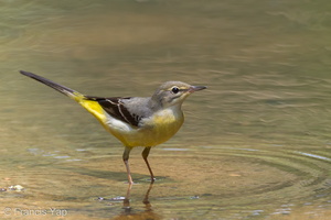 Grey Wagtail-110808-107EOS7D-IMG_1441-W.jpg