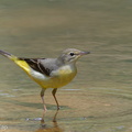 Grey_Wagtail-110808-107EOS7D-IMG_1441-W.jpg