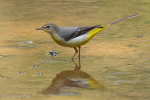 Grey Wagtail-110808-107EOS7D-IMG_1462-W.jpg