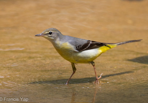 Grey Wagtail