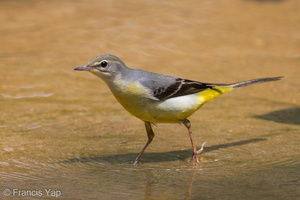 Grey Wagtail-110808-107EOS7D-IMG_1826-W.jpg