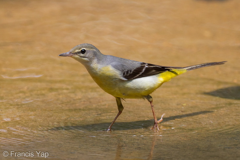 Grey_Wagtail-110808-107EOS7D-IMG_1826-W.jpg