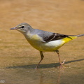 Grey_Wagtail-110808-107EOS7D-IMG_1826-W.jpg