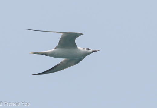 Gull-billed Tern