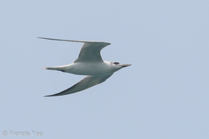 Gull-billed Tern-190921-120ND500-FYP_6542-W.jpg