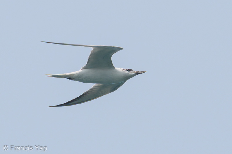 Gull-billed_Tern-190921-120ND500-FYP_6542-W.jpg