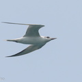 Gull-billed_Tern-190921-120ND500-FYP_6542-W.jpg