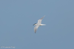 Gull-billed Tern-260317-161FRYAP-FYA07960-W.jpg