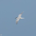 Gull-billed_Tern-260317-161FRYAP-FYA07960-W.jpg