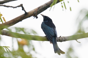 Hair-crested Drongo-250201-255MSDCF-FYP09680-W.jpg