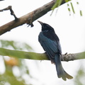 Hair-crested_Drongo-250201-255MSDCF-FYP09680-W.jpg