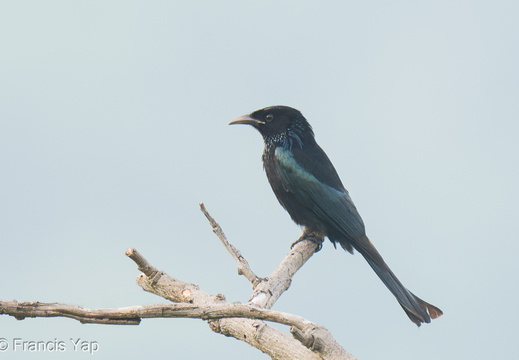 Hair-crested Drongo