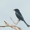 Hair-crested_Drongo-250203-256MSDCF-FYP01033-W.jpg