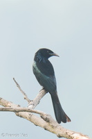 Hair-crested Drongo-250203-256MSDCF-FYP01097-W.jpg