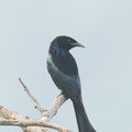 Hair-crested_Drongo-250203-256MSDCF-FYP01097-W.jpg