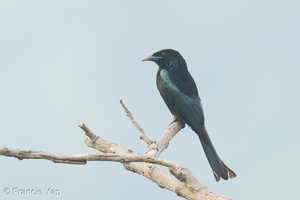 Hair-crested Drongo-250203-256MSDCF-FYP01186-W.jpg