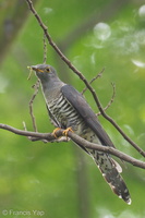 Himalayan Cuckoo-121121-113EOS1D-FYAP8596-W.jpg