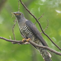 Himalayan_Cuckoo-121121-113EOS1D-FYAP8596-W.jpg