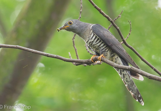 Himalayan Cuckoo