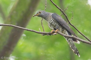 Himalayan Cuckoo-121121-113EOS1D-FYAP8626-W.jpg