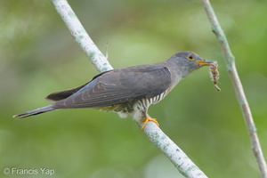 Himalayan Cuckoo-260223-155FRYAP-FYA07959-W.jpg
