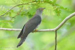 Himalayan Cuckoo-260223-155FRYAP-FYA08813-W.jpg