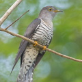 Himalayan_Cuckoo-260225-156FRYAP-FYA07050-W.jpg