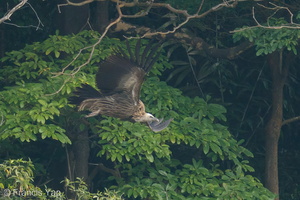 Himalayan Vulture-191229-108MSDCF-FYP04563-W.jpg