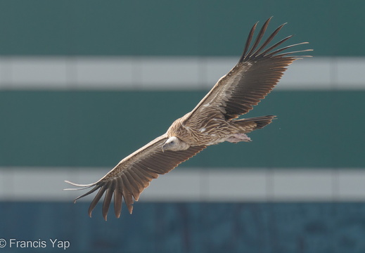 Himalayan Vulture