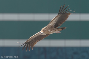 Himalayan Vulture-200109-109MSDCF-FYP08756-W.jpg