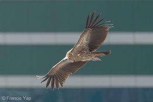 Himalayan Vulture-200109-109MSDCF-FYP08762-W.jpg