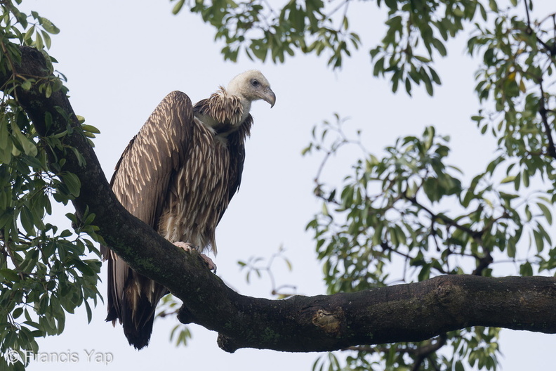 Himalayan_Vulture-211229-134MSDCF-FRY07731-W.jpg