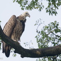 Himalayan_Vulture-211229-134MSDCF-FRY07731-W.jpg