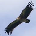 Himalayan_Vulture-220119-137MSDCF-FRY00877-W.jpg