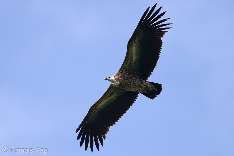 Himalayan_Vulture-220119-137MSDCF-FRY01078-W.jpg