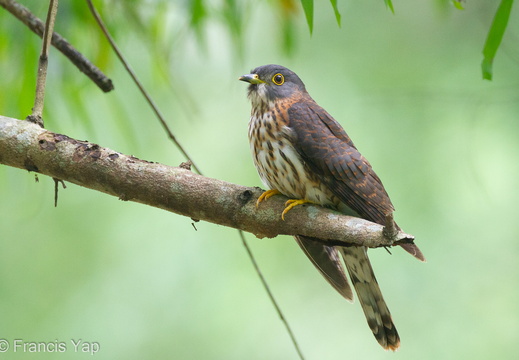 Hodgson's Hawk-Cuckoo