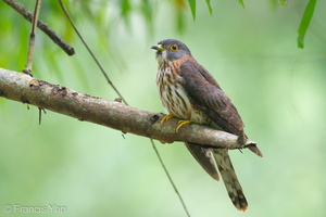 Hodgson's Hawk-Cuckoo-111127-109EOS7D-IMG_9037-W.jpg